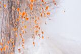 Fototapeta Krajobraz - Zimowy pejzaż, poranny szron na drzewach (Winter landscape, morning frost on the trees)