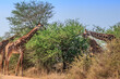 South African giraffe (Giraffa camelopardalis giraffa) grazing on beautiful green acacia trees, Kruger National Park, South Africa