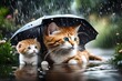 Cat on raining