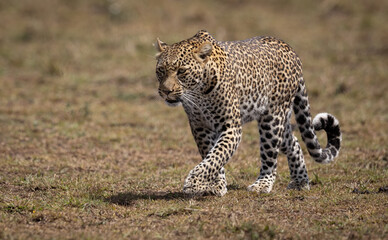 Wall Mural - Leopard in the Maasai Mara, Africa 