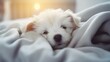 Cute little Maltese puppy sleeping on the bed in the morning. Generative AI