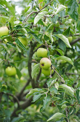Sticker - apples on tree summer day