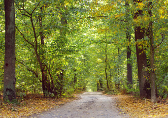 Wall Mural - Park in autumn with beautiful autumn foliage