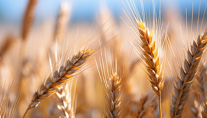 Wall Mural - Golden wheat fields in the rural summer landscape generated by AI