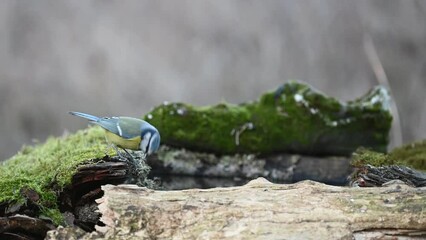 Wall Mural - Bird blue tit Cyanistes caeruleus in the wild. The bird drinks water in the forest and flies away. Sounds of nature.