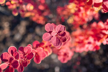 Canvas Print - barberry close-up, beautiful autumn bright background for wallpaper and for designer blank