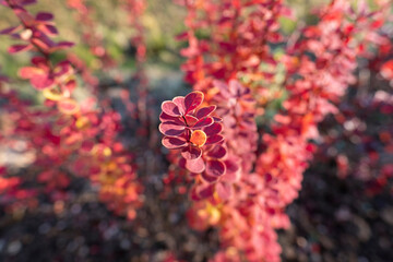 Poster - barberry close-up, beautiful autumn bright background for wallpaper and for designer blank