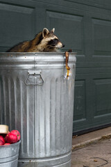 Wall Mural - Raccoon (Procyon lotor) in Can with Banana Peel Apples Below