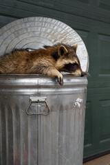 Wall Mural - Raccoon (Procyon lotor) Lays Across Top of Garbage Can