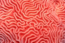 Coral Brain Hard Texture Organic Color Trendy Background Abstract Colours Pink Labyrinth Reef 2020 Colourful Copy Space Creative Decor Decorative Delicate Detail Exotic Fantasy Fashion Freshness