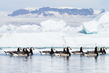 Wall Mural - Barnacle geese swimming on Jokulsarlon glacier lagoon in Iceland