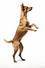 Dancing Dog On Hind Legs