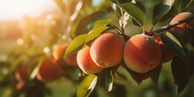 Ripe Peaches On A Peach Tree Branch In An Orchard. Close-up View Of Peaches Ready For Harvesting. Concept Of Healthy Eating And Organic Farming.