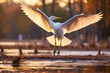 Egret fly over wetland conservation and sustainability concept