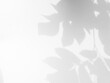 © wing-wing - Shadow Background Wall Light White Overlay Floor Plant Nature Abstract Backdrop Minimal Mockup Sale Product Presentation, Sunlight blur Cement Leaves Frame Summer Tropical 3d Grey Scene Empty.