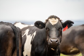 Wall Mural - portrait Stud dairy cows grazing on grass in a field, in Australia. breeds include Friesian, Holstein, Jersey 