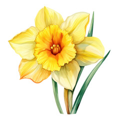 Poster - Narcissus,daffodil flower watercolor art illustration isolated on transparent background,transparency 