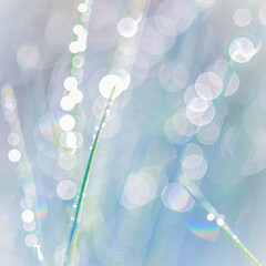 Abstract blurred natural background. Blue green grass with dew drops close up