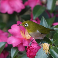 Wall Mural - white eye on a camelia folwer