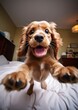 Cute funny cocker spaniel puppy dog curiously and happily jumping, playing and looking at the camera on cozy soft bed on bedroom background, funny cute animal portrait.