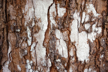 Sticker - Closeup view of wooden tree trunk