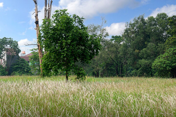 Wall Mural - Trees on the field