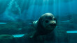Sea Lion Close up Swimming Past Camera