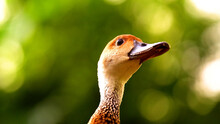 A Duck’s Head In Profile. The Duck, Which Has A Brown Head And Neck And A Blue Beak, Is The Main Subject Of The Image. The Background Is Green And Blurred, Likely Foliage.