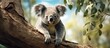 Koala spotted near Melbourne in Australia.