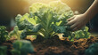 hand of farm worker is planting broccoli, organic product from farmer