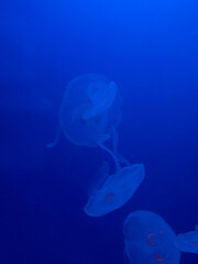 Aurelia Aurita underwater on a blue background. Underwater world background