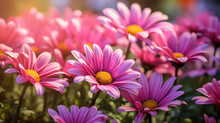 Radiant Pink Daisies In Soft Sunlight