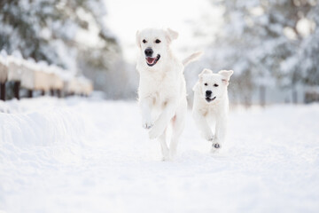 Poster - happy golden retriever dog and puppy running outdoors in winter