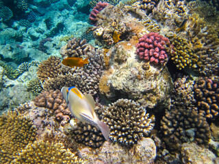  Rhinecanthus assasi in the expanses of the coral reef of the Red Sea