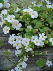 beautiful ampel white blooming chaetostoma cordatum or bacopa in a pot on aged boards background. na