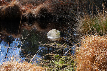 Sticker - The pigeon pond, autumn in Fontainebleau forest