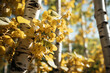 Pando (Quaking Aspen) - illustrating the interconnected root system.