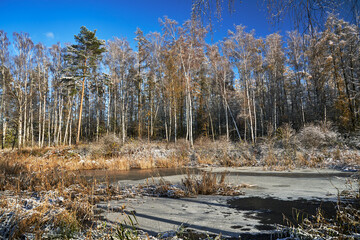 Wall Mural - snow-covered reeds and trees on the shore of a lake in the forest