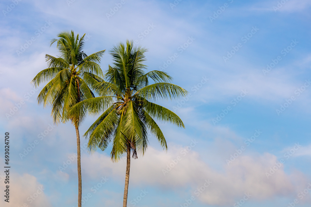 Standing two asian palmyra palm trees with blue sky background, Palmyra ...