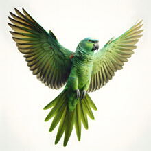 Green Parrot, Loro Verde, зеленый попугай, Burung Beo Hijau, Pappagallo Verde, Isolated White Background