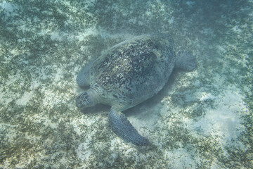 Wall Mural - Huge green turtle swimming in the Red sea of Egypt