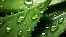 A Close Up Of A Green Plant Aloe Vera With Water Drops