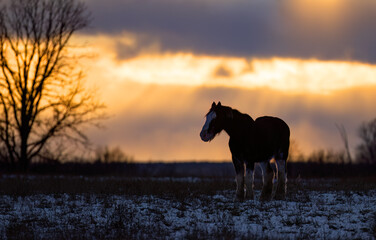 Wall Mural - Clydesdale horse silhouette standing in an autumn meadow at sunset