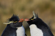 Rockhopper Penguins (Eudyptes chrysocome) courting on the coast of Bleaker Island in the Falkland Islands