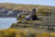 Male Southern Sea Lion (Otaria flavescens) on the coast of Bleaker Island in the Falkland Islands.
