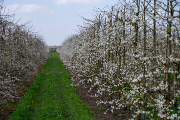 Wall Mural - Spring white blossom of plum prunus tree, orchard with fruit trees in Betuwe, Netherlands in april