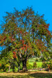 Birnbaum mit Herbstlaub