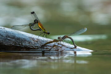 Wall Mural - yellow stone damselfly libellago lineata mating ritual on a wood stick over river stream, natural bokeh background