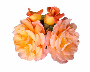 two large and two small yellow -pink rose buds on a white background .bouquet. the rose garden. summ