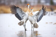 Cranes Engaged In Mutual Preening Dance